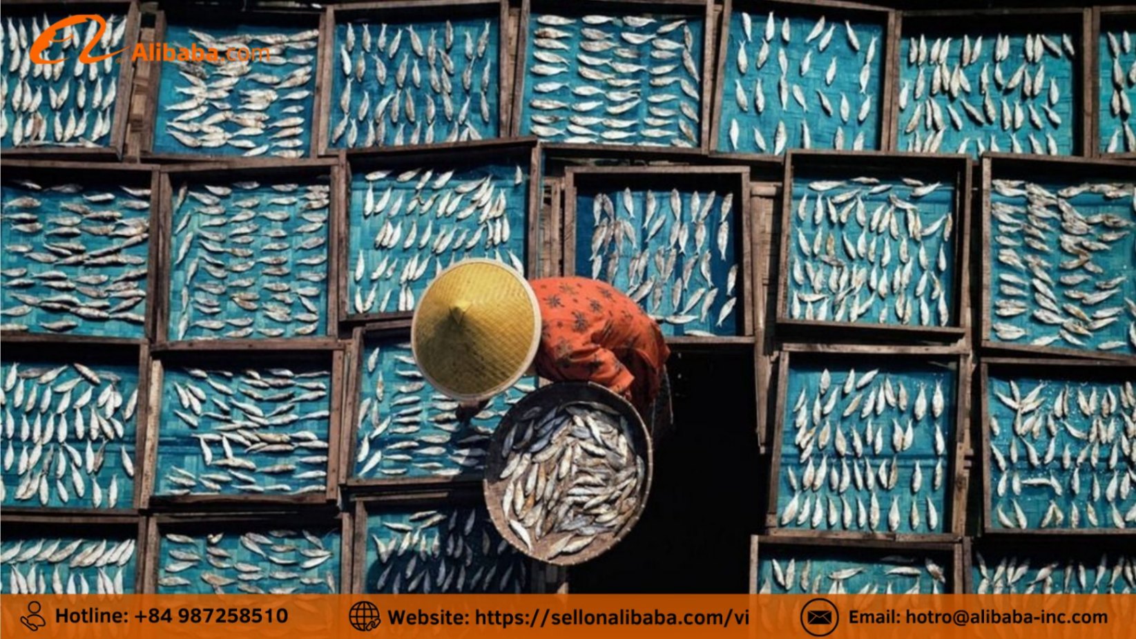 HACCP and ISO certificates for seafood sold on Alibaba