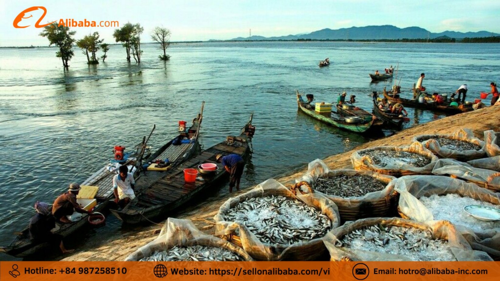 Quy trình bảo quản lạnh hàng thủy sản qua Alibaba