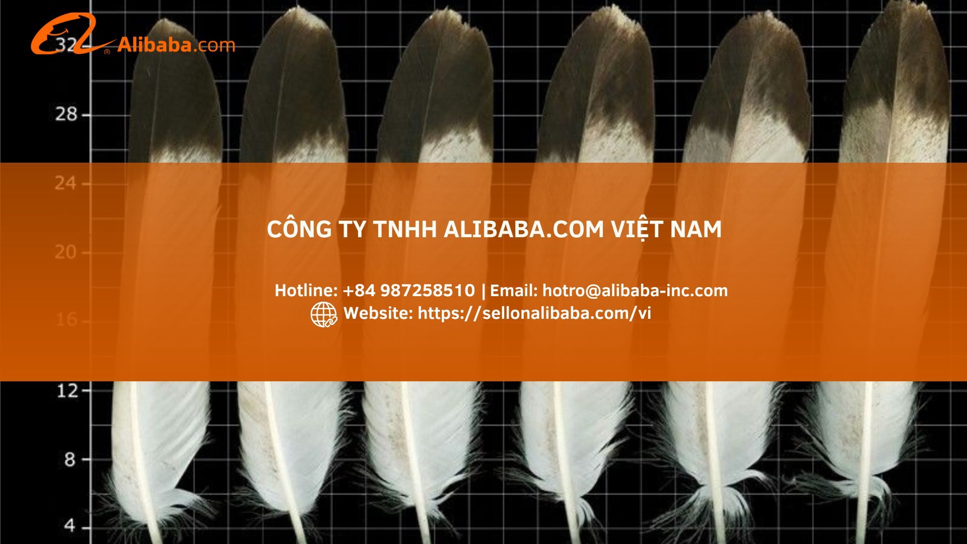The secret to exporting feathers that meet RDS standards through Alibaba