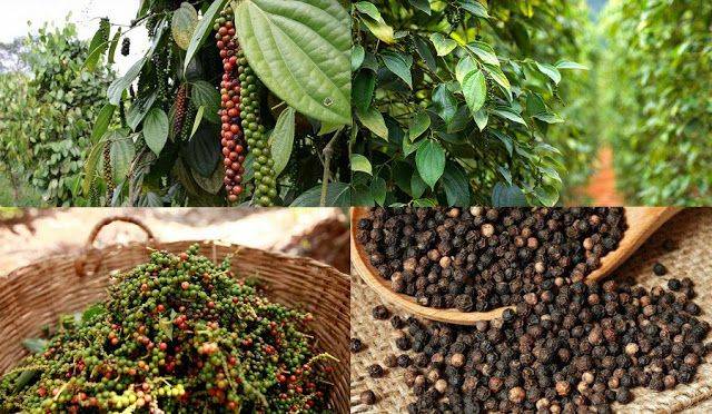 Top Nông Sản Việt Nam: Hồ Tiêu Giá Gốc Tại Xưởng Trên Alibaba