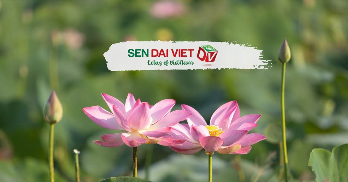 Hành trình thành công của Sen Đại Việt khi xuất khẩu thông qua Alibaba – Câu chuyện truyền cảm hứng từ doanh nghiệp Việt