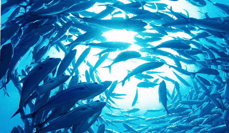 市场故事第 02 部分：越南海鲜 - 通过阿里巴巴从乡村池塘到国际宴会餐桌